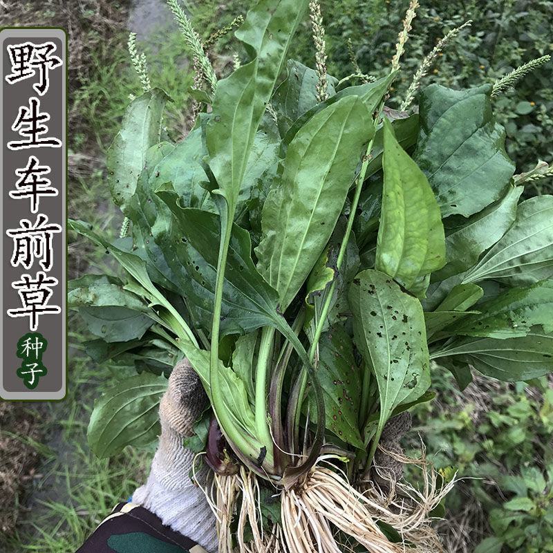车前草种子食用野菜种籽中药材车轮菜籽野生车前子种四季蔬菜