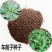车前草种子食用野菜种籽中药材车轮菜籽野生车前子种四季蔬菜