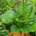 车前草种子食用野菜种籽中药材车轮菜籽野生车前子种四季蔬菜