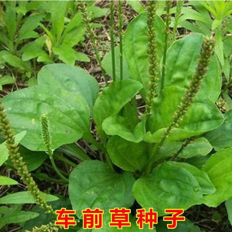 车前草种子食用野菜种籽中药材车轮菜籽野生车前子种四季蔬菜