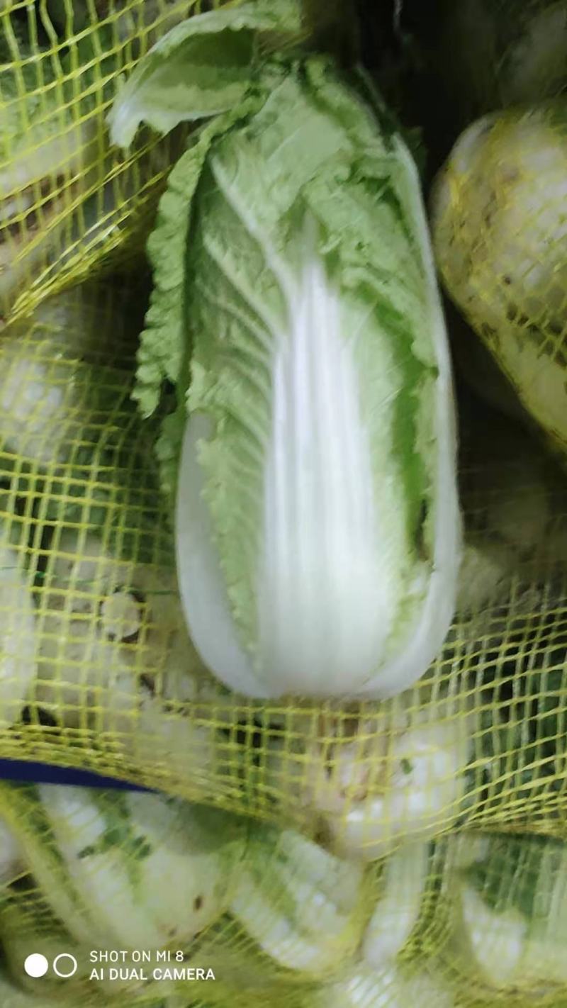 小娃娃菜3.29号清库处理2元每袋原包毛菜，拼手速手慢无