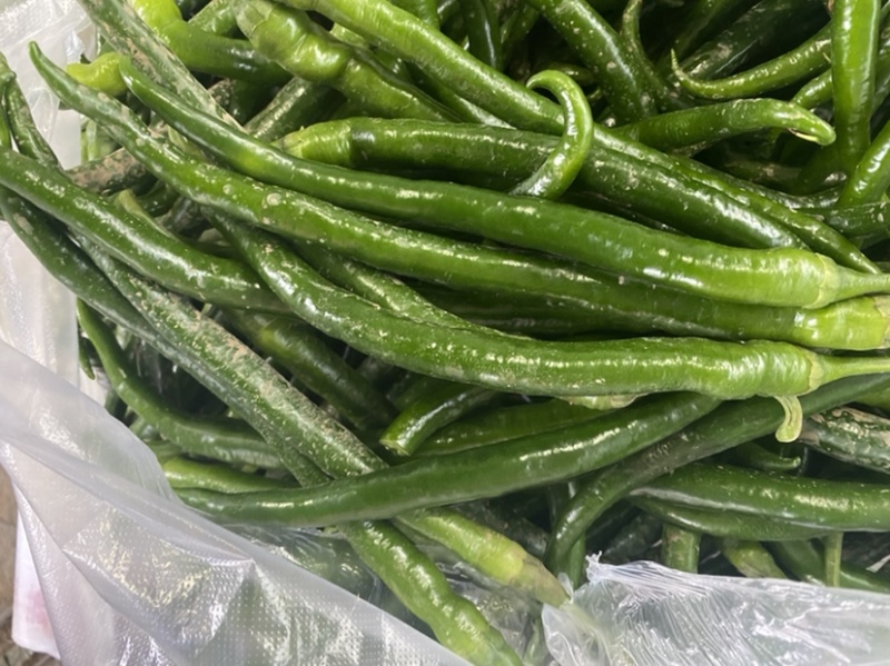 滦南精品线椒15~20厘米青，开始上市了