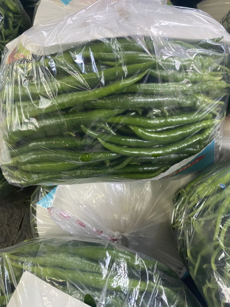 滦南精品线椒15~20厘米青，开始上市了
