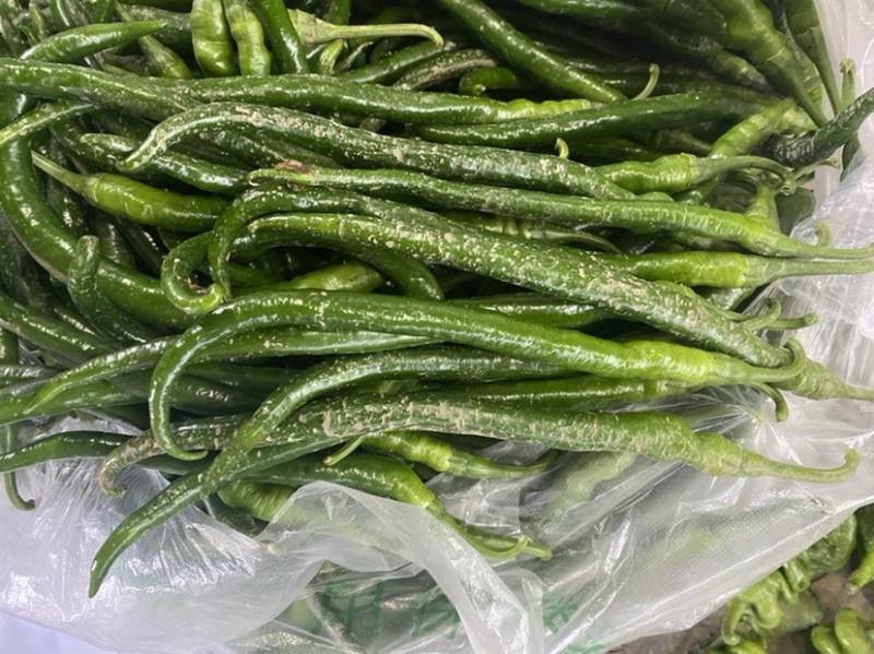 滦南精品线椒15~20厘米青，开始上市了