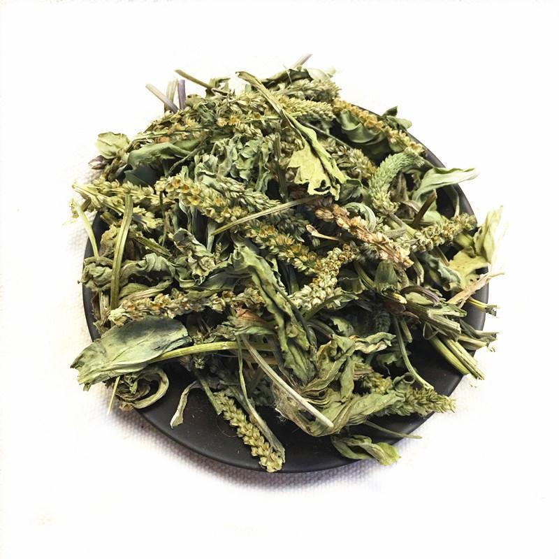 车前草产地山东货好新鲜干度好质量保证