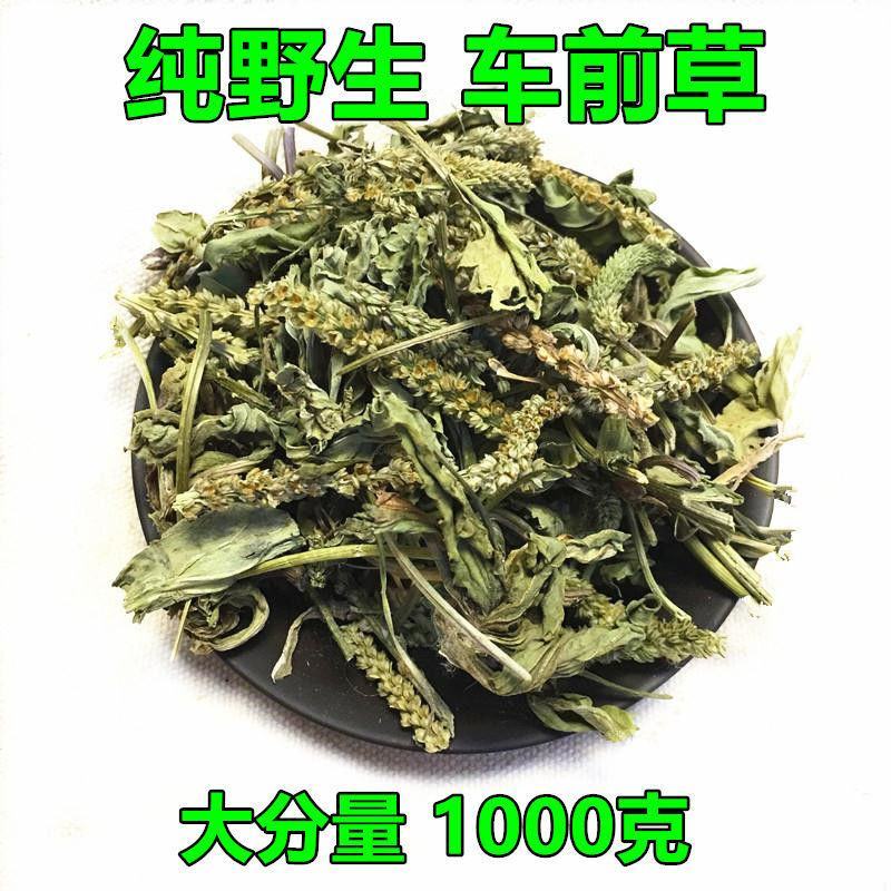 车前草产地山东货好新鲜干度好质量保证