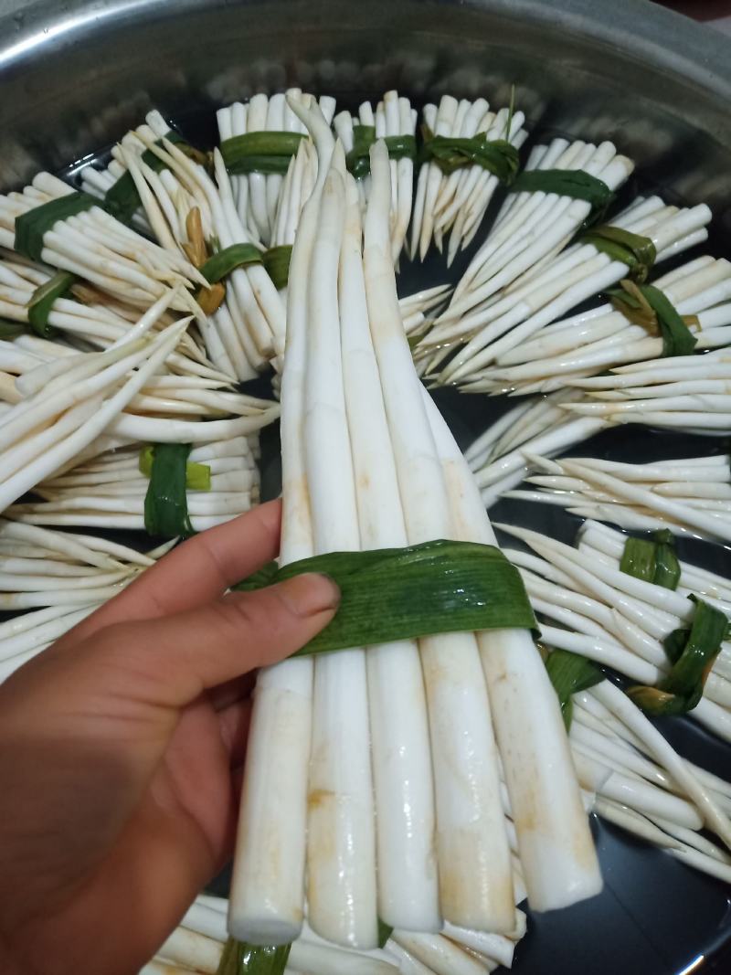 云南文山新鲜象牙菜，草牙质量非常好需要的微信联系