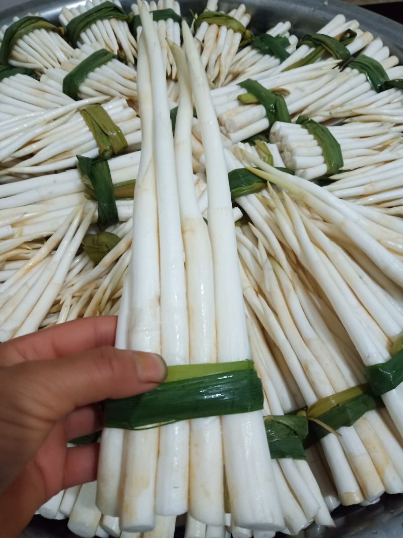 云南文山新鲜象牙菜，草牙质量非常好需要的微信联系