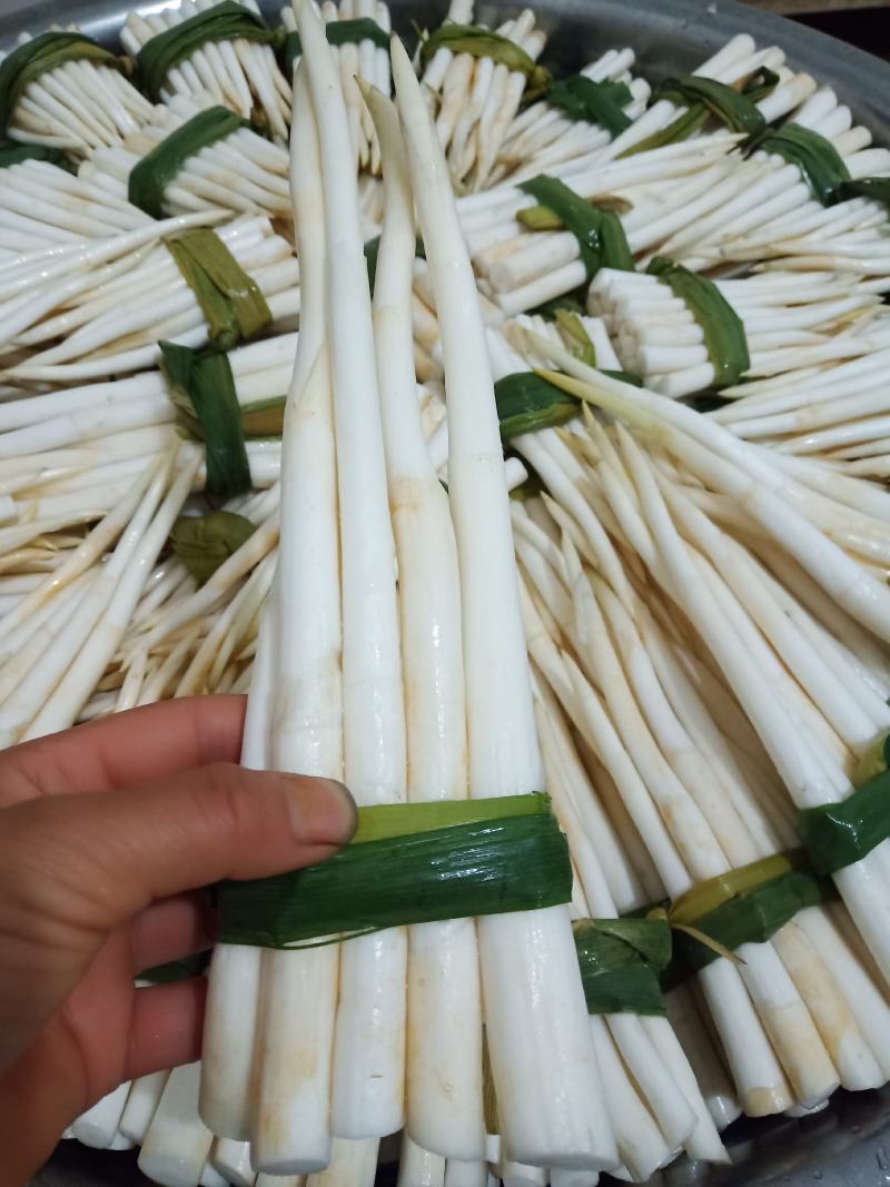云南文山新鲜象牙菜，草牙质量非常好需要的微信联系
