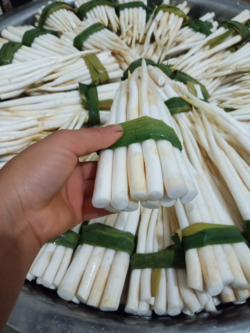 云南文山新鲜象牙菜，草牙质量非常好需要的微信联系