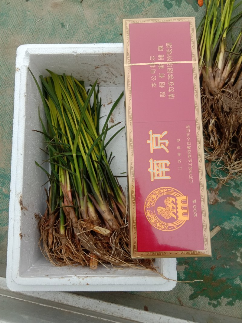 安徽省六安市大量供应浙大一号早熟双季茭白苗，包邮包技术
