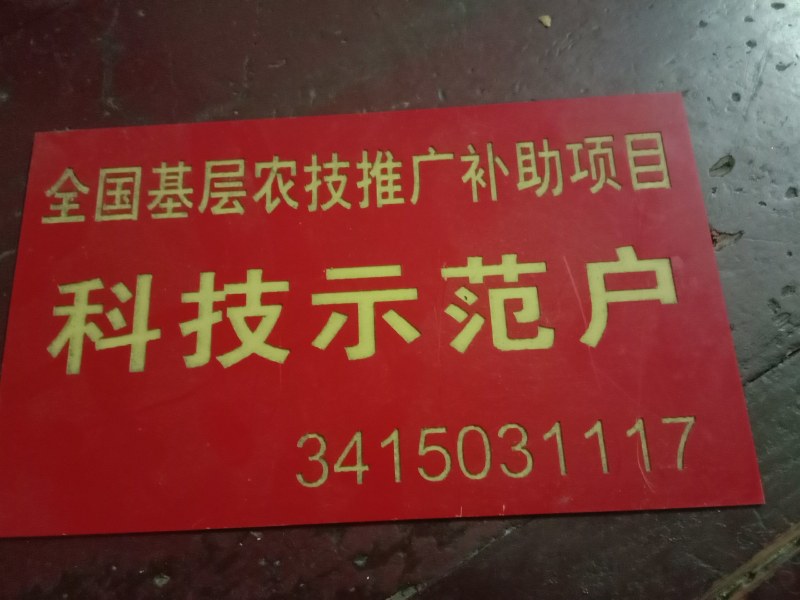 安徽省六安市大量供应早熟美人茭单季茭白苗包运费包技术
