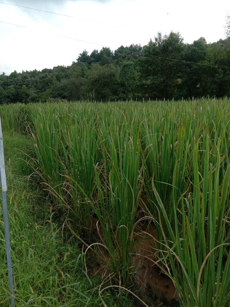 安徽省六安市大量供应早熟美人茭单季茭白苗包运费包技术