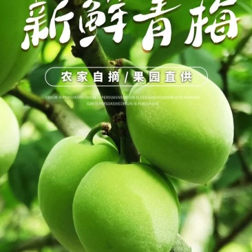 新鲜福建诏安青梅青脆梅3/5斤包邮