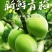 新鲜福建诏安青梅青脆梅3/5斤包邮