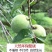 新鲜福建诏安青梅青脆梅3/5斤包邮