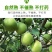 新鲜福建诏安青梅青脆梅3/5斤包邮