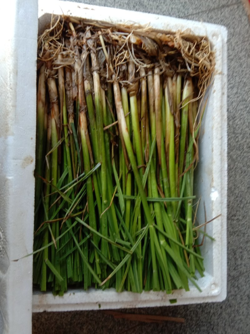 安徽省六安市大量供应浙大一号早熟双季茭白苗，包运费包技术
