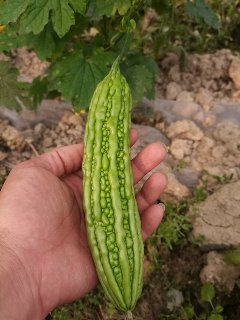 绿珍珠青珍珠苦瓜。。。。。