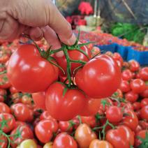 西红柿无限量供应平台商超出口