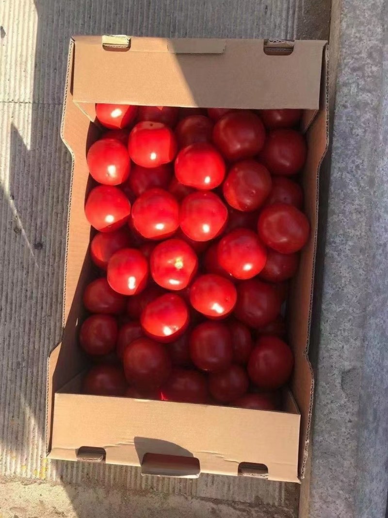 西红柿无限量供应平台商超出口