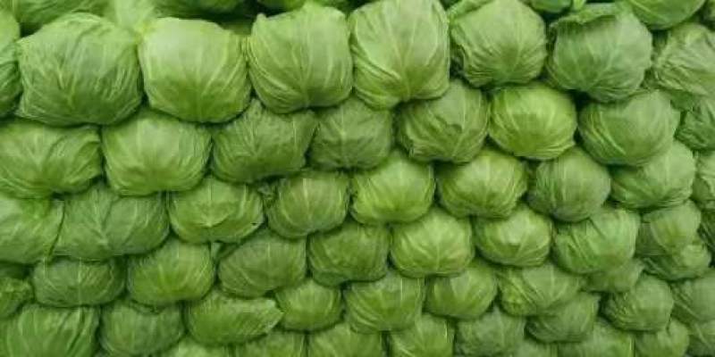 精品甘蓝，颜色好，大头小头齐全，欢迎订购，全国发货