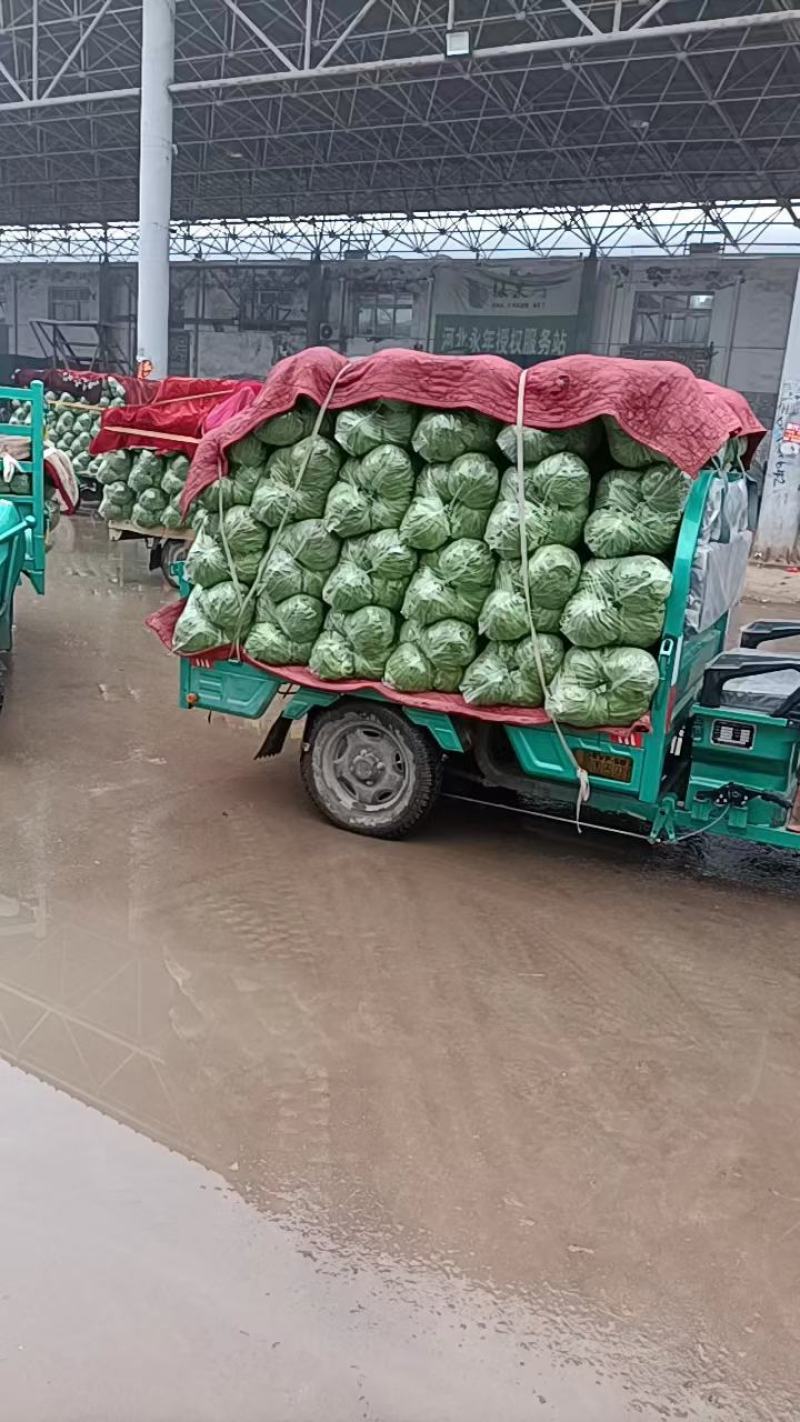 精品甘蓝，颜色好，大头小头齐全，欢迎订购，全国发货