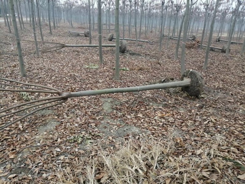 精品黄山栾树12公分到20公分大量出售工程苗栾树