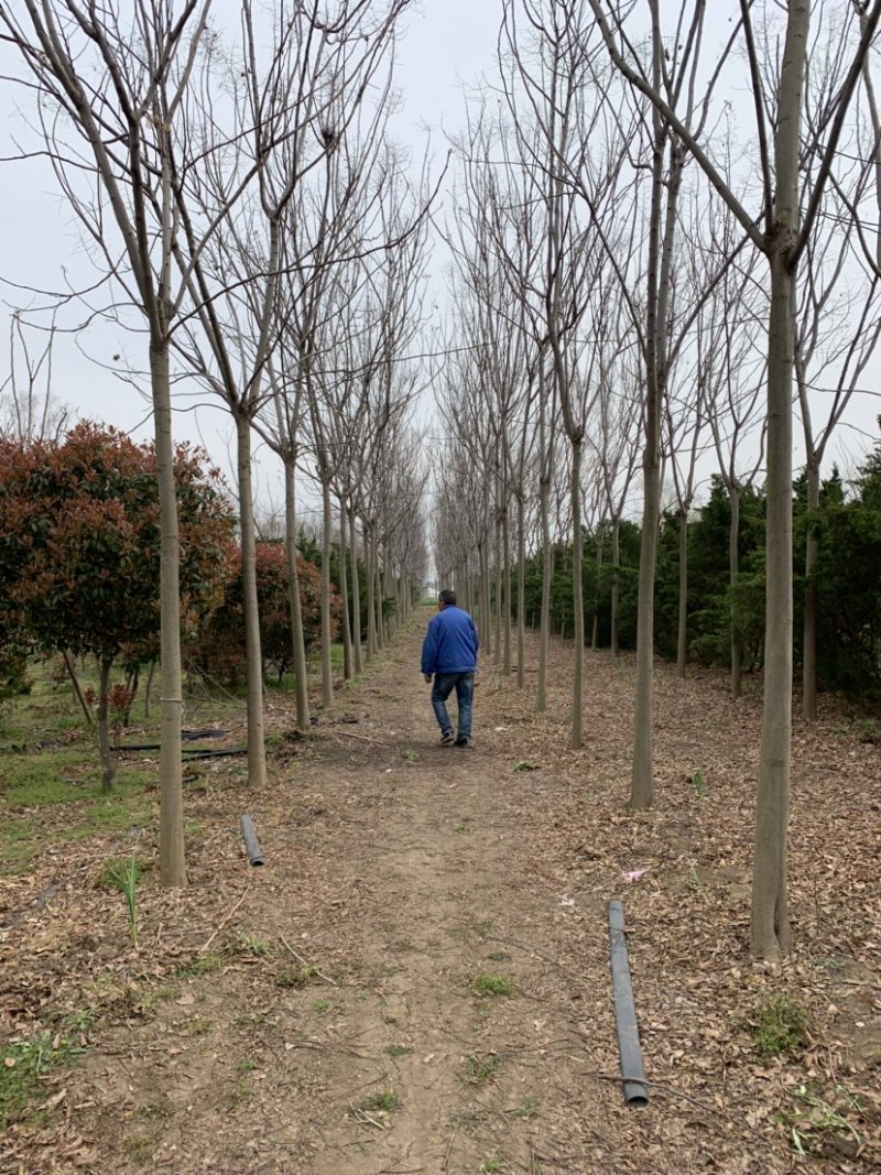 精品黄山栾树12公分到20公分大量出售工程苗栾树