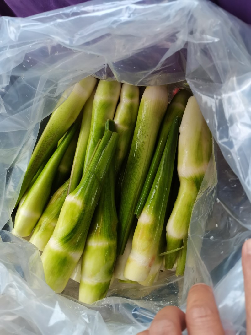茭白各种规格无限量供应中