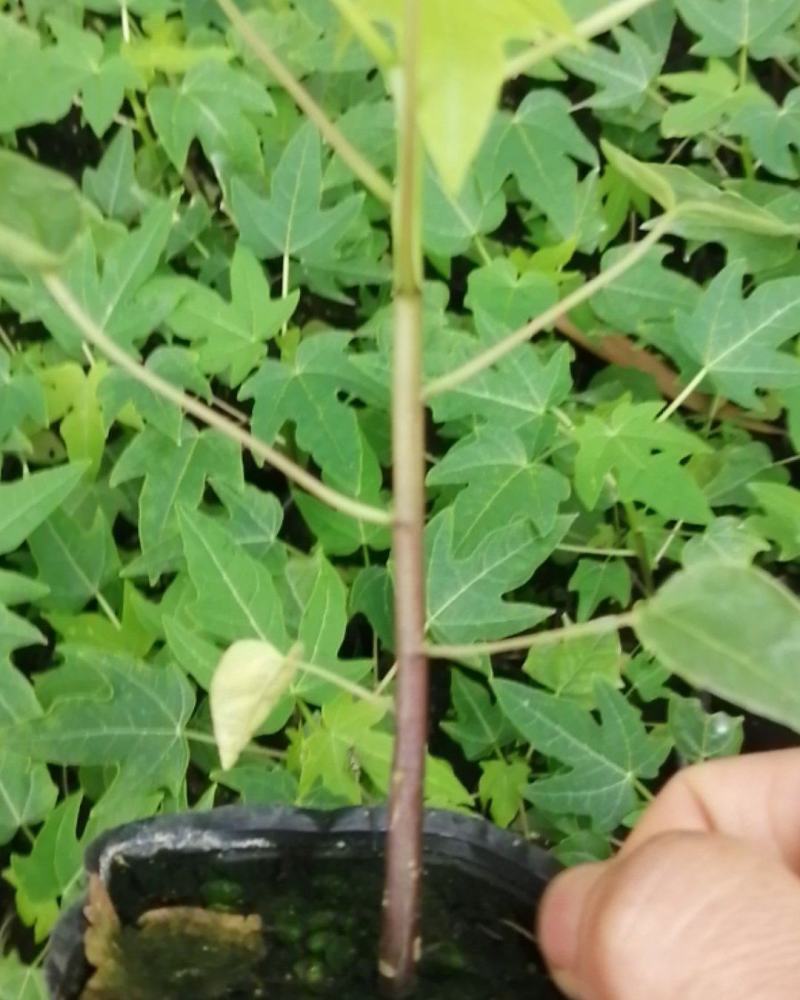大青红肉水果木瓜苗，营养土杯的
