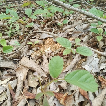 多花黄花风铃小苗和大苗出售