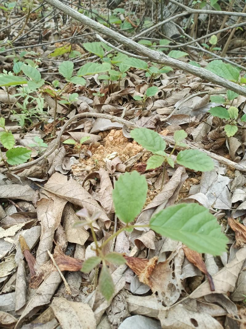 多花黄花风铃小苗和大苗出售