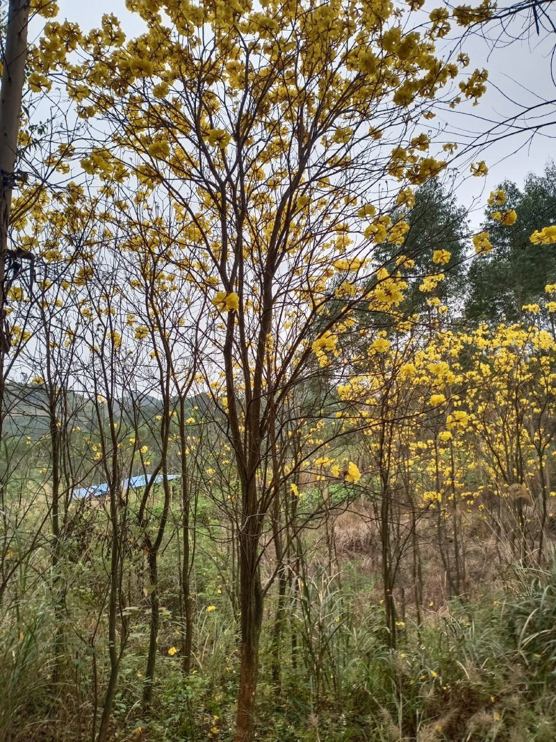 多花黄花风铃小苗和大苗出售