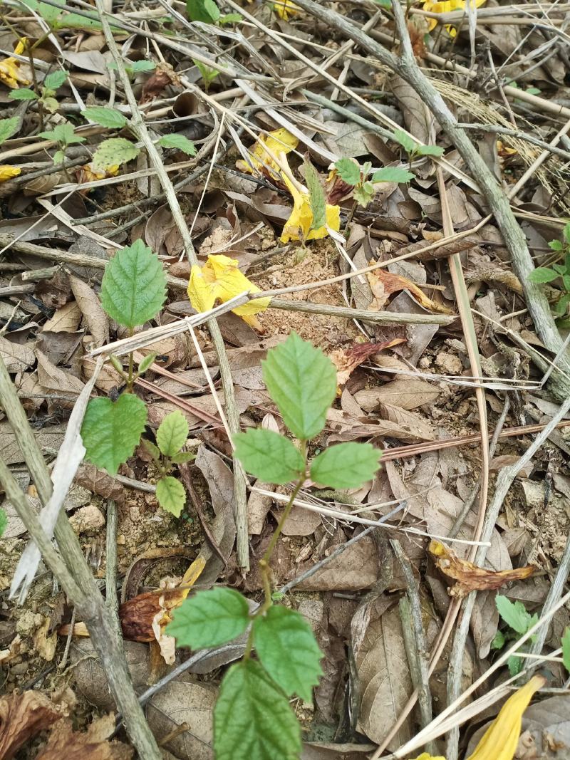 多花黄花风铃小苗和大苗出售