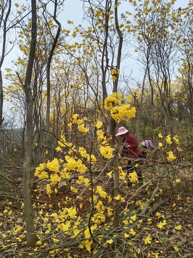 多花黄花风铃小苗和大苗出售