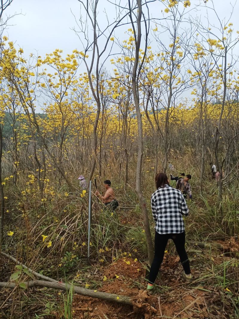 多花黄花风铃小苗和大苗出售
