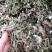 药用野生蒲公英，全草带根的，干净质量好，药用价值高