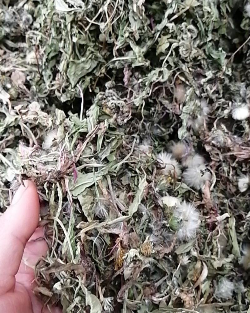 药用野生蒲公英，全草带根的，干净质量好，药用价值高