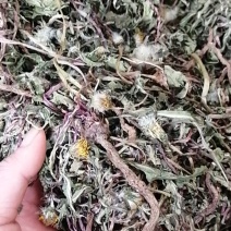 药用野生蒲公英，全草带根的，干净质量好，药用价值高