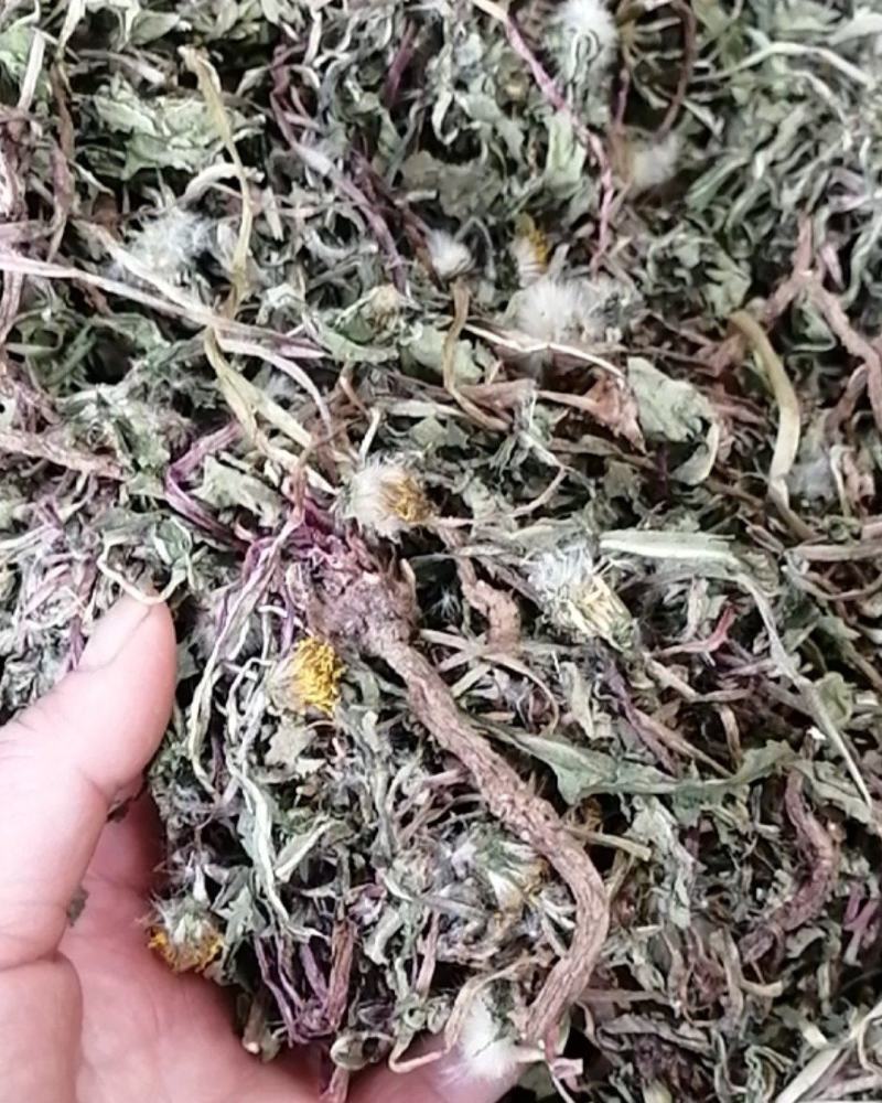 药用野生蒲公英，全草带根的，干净质量好，药用价值高