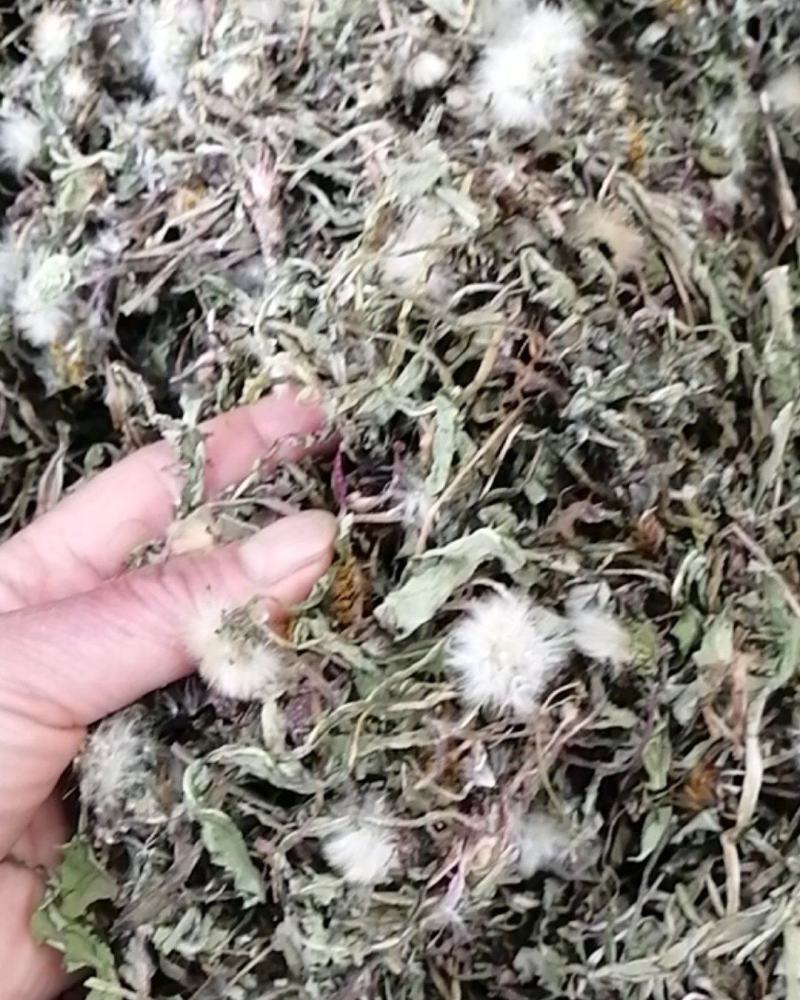药用野生蒲公英，全草带根的，干净质量好，药用价值高