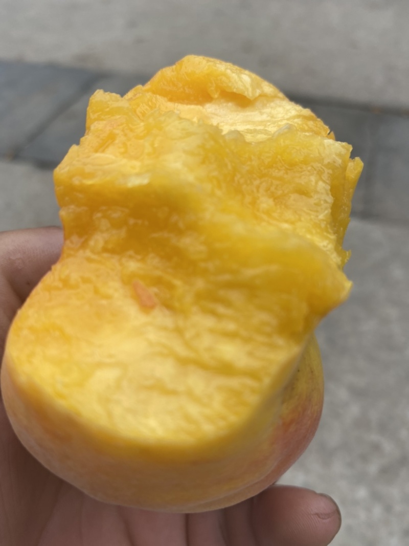 出售精品黄桃和油蟠毛蟠品种