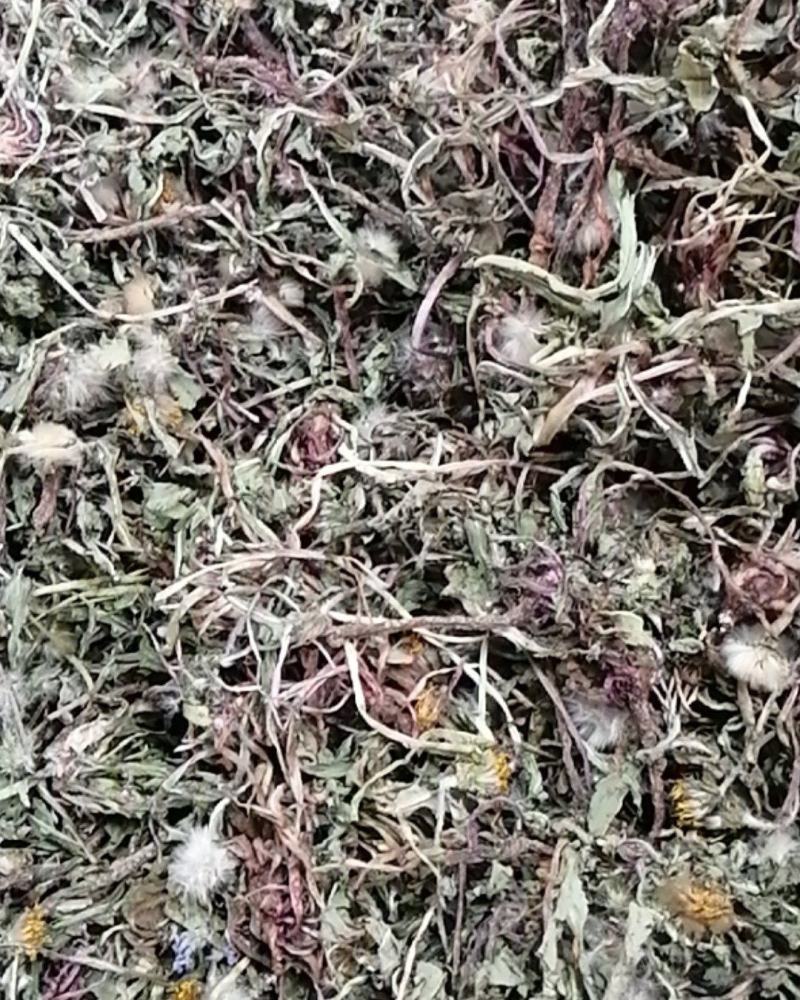 药用野生蒲公英，全草带根的，干净质量好，药用价值高