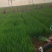 红根小香葱，产地直发，手工精细，精品包装，欢迎下单！
