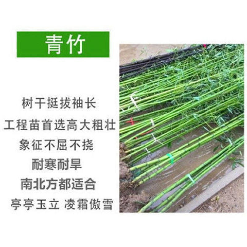 竹子一年四季不落叶四季竹竹子规格齐全带泥土发货