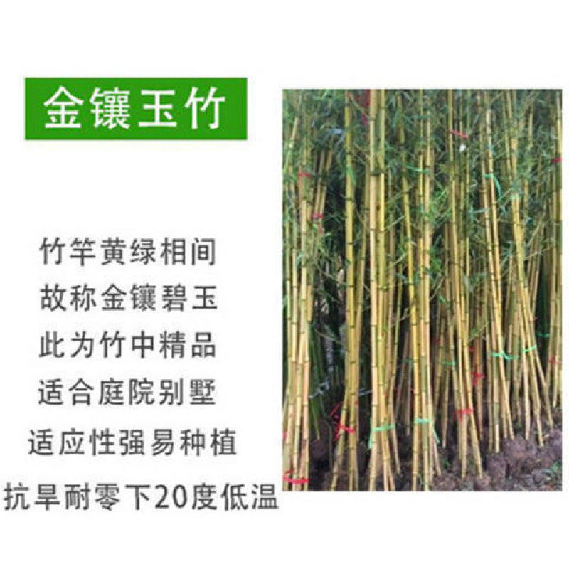 竹子一年四季不落叶四季竹竹子规格齐全带泥土发货