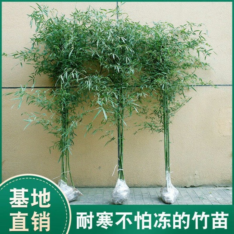竹子一年四季不落叶四季竹竹子规格齐全带泥土发货