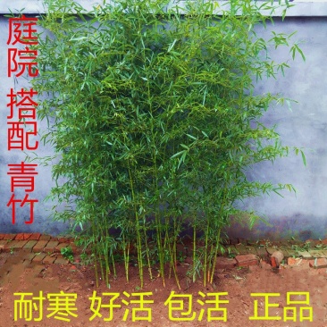 竹子一年四季不落叶四季竹竹子规格齐全带泥土发货