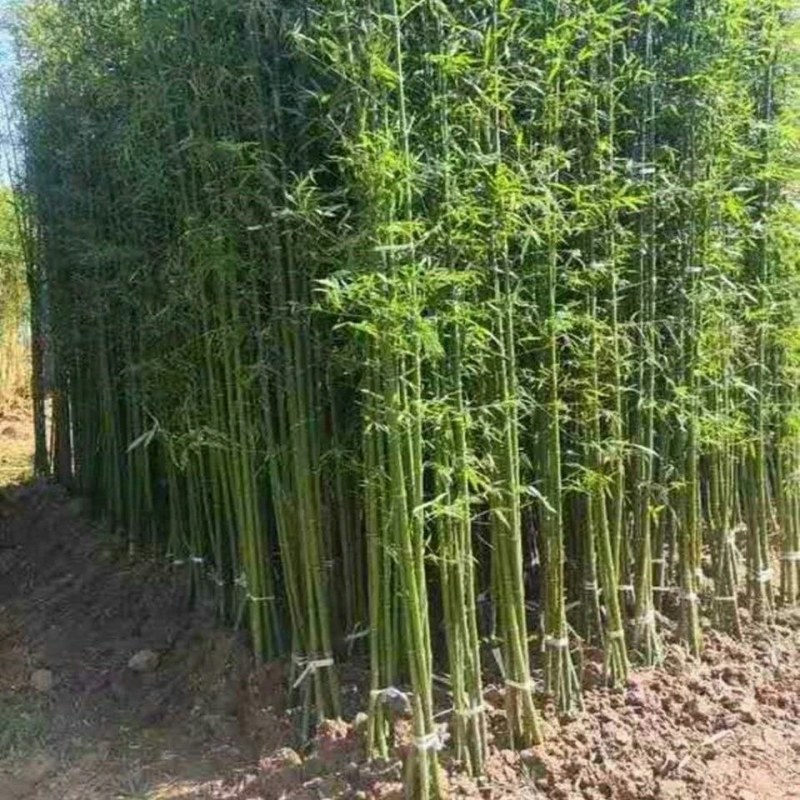 竹子一年四季不落叶四季竹竹子规格齐全带泥土发货